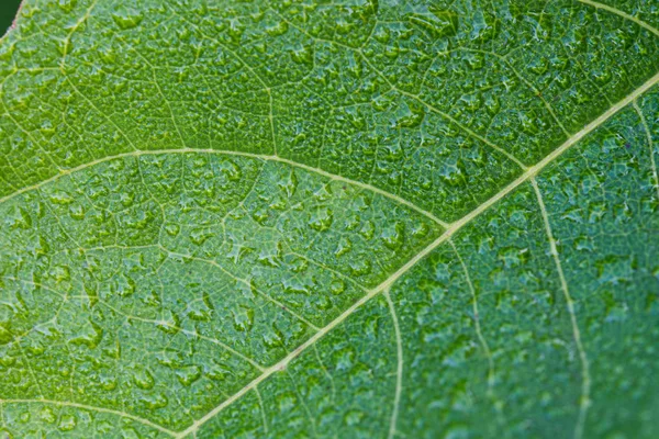 çiy yeşil yaprak seçici odak üzerine düşer