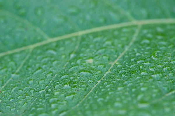 Gotas de orvalho no foco seletivo folha verde — Fotografia de Stock