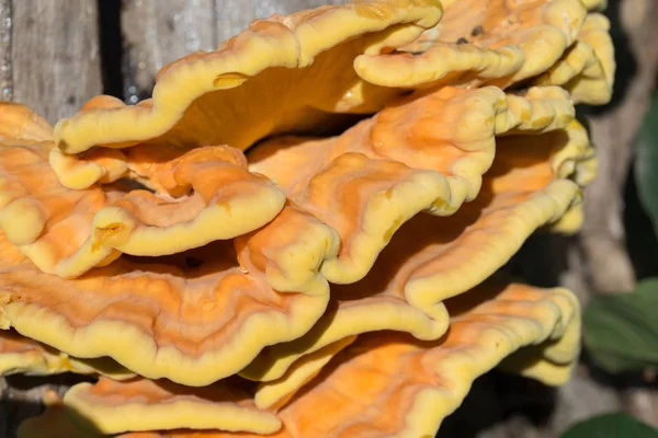 ağaçta portakal mantarı - laetiporus sulphureus, kükürt raf 