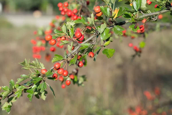 Crataegus, biancospino, viscido bacche rosse su ramo — Foto Stock
