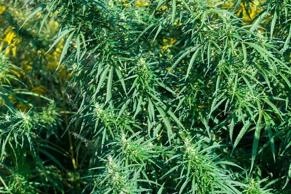 Kannabisz, közönséges kender levelek és virágok — Stock Fotó