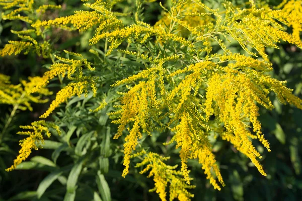 Solidago canadensis Canadá goldenrod flores amarillas — Foto de Stock