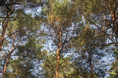 Çam ağaçları mavi gökyüzüne karşı 