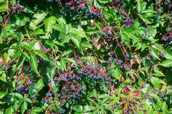 Parthenocissus quinquefolia, Virginia klimplant, Victoria Creeper — Stockfoto