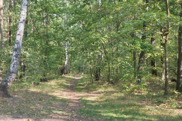 Wandelpad in het bos van de zomer — Stockfoto