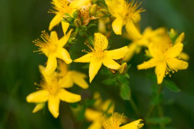 Hypericum perforatum, St John 's wort, bitkisel bitki sarı çiçekler makro