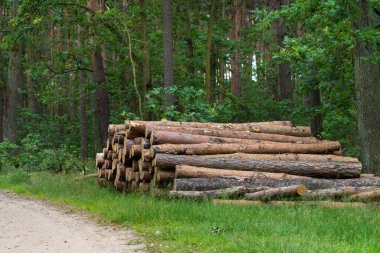 Ormanların tahrip edilmesi, ormandaki çam ağaçları kesilmesi.
