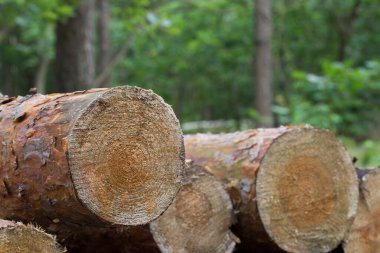 Ormanların tahrip edilmesi, ormandaki çam ağaçları kesilmesi.