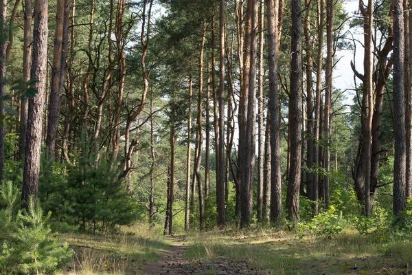 Sentier Pédestre Forêt Pins Été Paysage Boisé Par Temps Ensoleillé — Photo