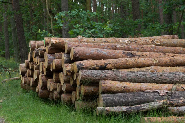 Deforestazione Tronchi Pino Tagliati Nella Foresta — Foto Stock