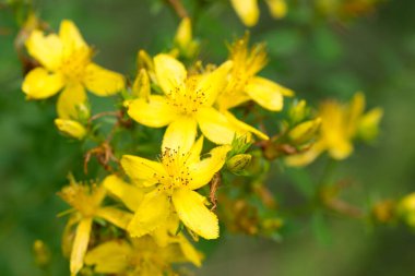 Hypericum perforatum, St John 's wort, bitkisel bitki sarı çiçekler makro, seçici odak
