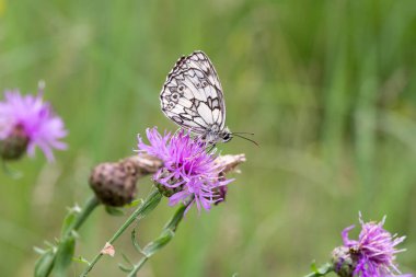 Melanargia galaksisi, mermer beyazı, Centaurea Jacea çiçeğinin üzerindeki kelebek çayıra yakın.