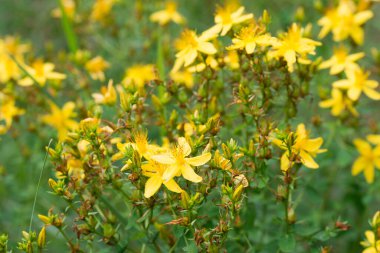 Hypericum perforatum, St John 's wort, bitkisel bitki sarı çiçekler makro, seçici odak