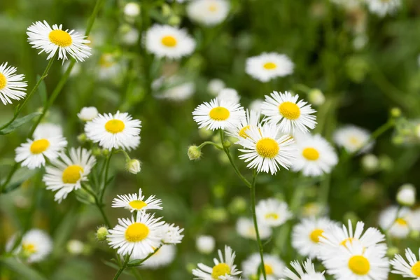 Erigeron Annuus Einjähriger Floh Gänseblümchen Floh Weiße Blüten Makro Selektiver — Stockfoto