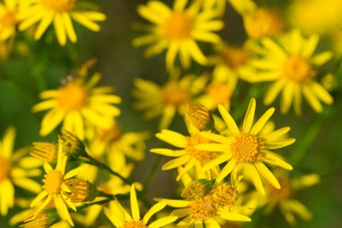 Jacobaea vulgaris, Senecio jacobaea, otlakta sarı çiçekler yakın plan seçici odaklanma