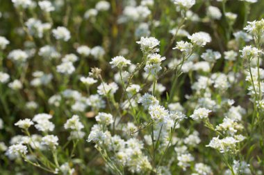 Berteroa incana, çayırdaki beyaz çiçekler seçici odak noktası.