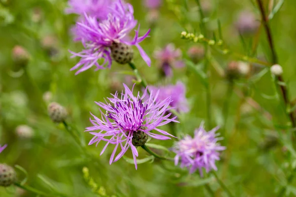 Centaurea Jacea Flores Violetas Ambrosía Marrón Pradera Macro Selectiwe Focus — Foto de Stock