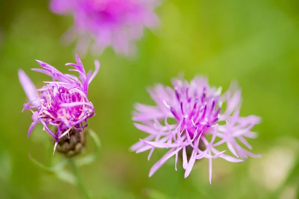 Centaurea Jacea Brązowe Knapweed Fioletowe Kwiaty Łące Makro Selectiwe Focus — Zdjęcie stockowe