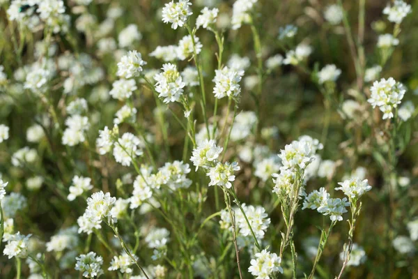 Berteroa Incana Hoary Alyssum Białe Kwiaty Łące Makroselektywne Ostrości — Zdjęcie stockowe