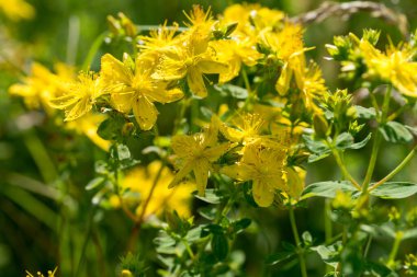 Hypericum perforatum bitkisel bitki sarı çiçekler makro, seçici odak