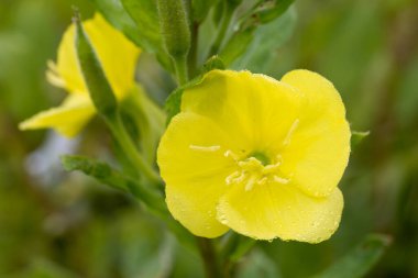 Oenothera biennis genel akşam çiçeği sarı çiçekler çayır makro seçici odak noktası