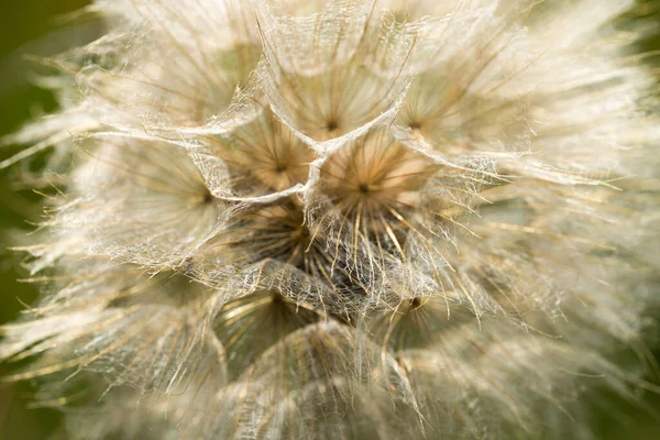 Semenná Hlava Tragopogon Pratensis Luční Brada Okázalý Kozí Plnovous Makro — Stock fotografie