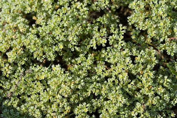 Scleranthus Perennis Staudenknöterich Sonnigen Tagen Makroselektiver Fokus — Stockfoto