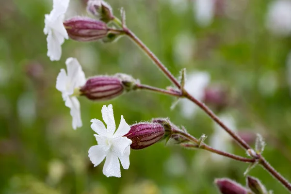 Silene Latifolia Melandrium Album White Campion Flowers Meadow Macro Selective — Stock Photo, Image