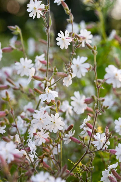 Silene Latifolia Album Melandrium Białe Kwiaty Kampionu Łące Ostrość Makro — Zdjęcie stockowe