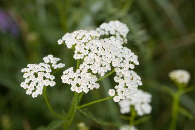 Achillea millefolium, Meadow makro seçici odak içinde yaygın yararrowwhite çiçekleri