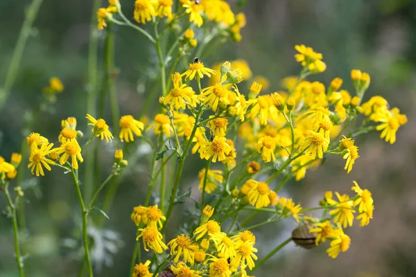 Jacobaea Vulgaris Ragwort Yellow Flowers Meadow Closeup Selective Focus — Stock Photo, Image