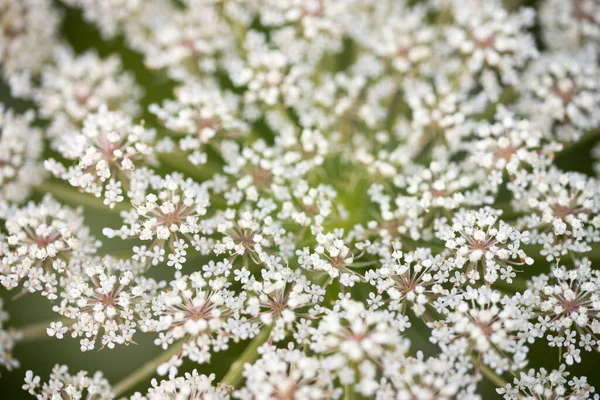 Daucus Carota 野生のニンジン 鳥の巣 主教のレース牧草地の白い花マクロ選択的フォーカス — ストック写真