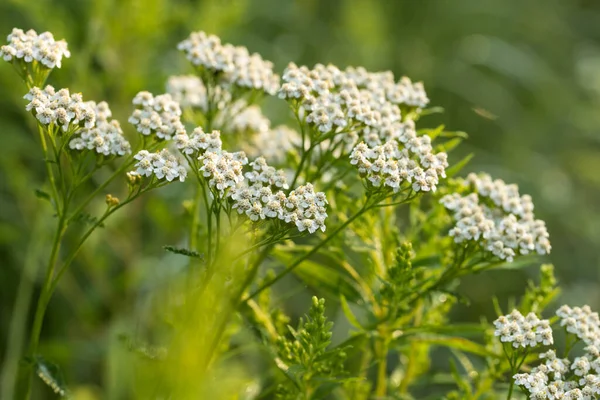 Achillea Millefolium 草原の一般的なヤローホワイトの花マクロ選択的フォーカス — ストック写真