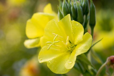 Oenothera biennis genel akşam çiçeği sarı çiçekler çayır makro seçici odak noktası