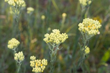 Helichrysum arenaryum cücesi. Sonsuz sarı çiçekler. Makro seçici odak.