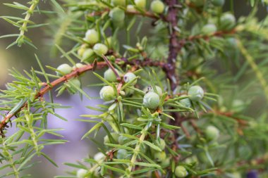 Dal üzerinde ardıç meyvesi seçici odak noktası