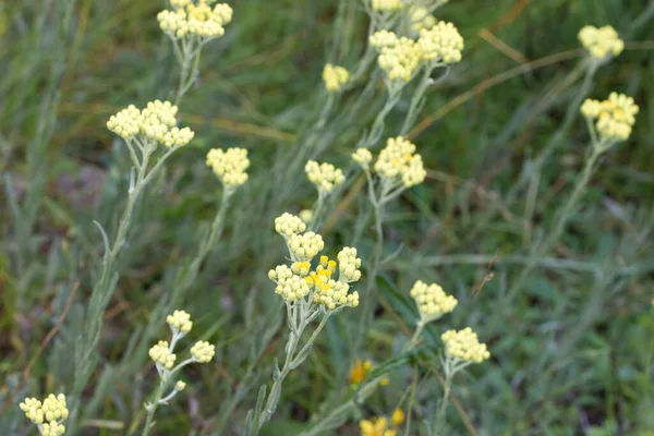 Helichrysum Arenarium Nano Everlast Immortelle Fiori Gialli Prato Macro Selettivo — Foto Stock