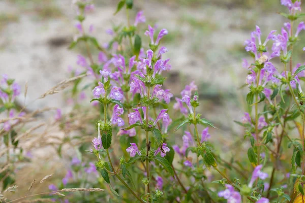 Acinos Arvensis Basilikumthymian Frühlingsblumen Makroselektiven Wiesenfokus — Stockfoto