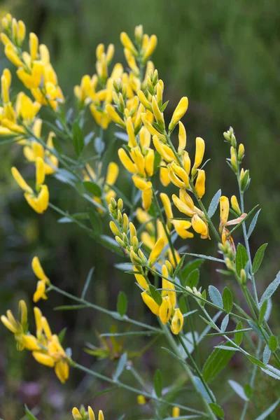 Genista Tinctoria Flores Amarillas Verdosas Tinte Prado Macro Enfoque Selectivo — Foto de Stock