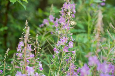 Chamaenerion angustifolium, fireweed, Meadow makro seçici odak noktasındaki büyük söğüt çiçekleri