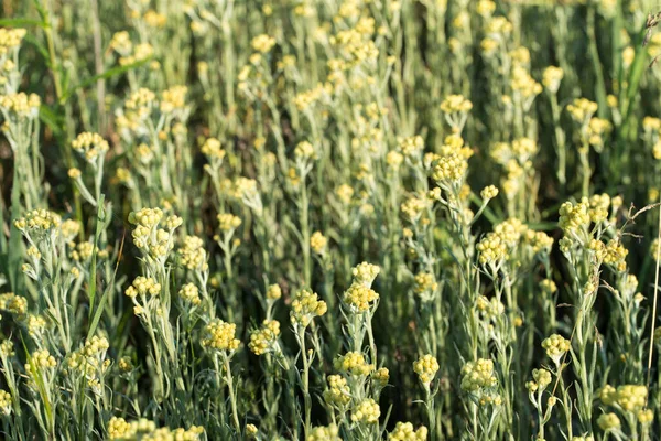 Helichrysum Arenarium Dward Everlast Immortelle黄色の花の牧草地マクロ選択的フォーカス — ストック写真