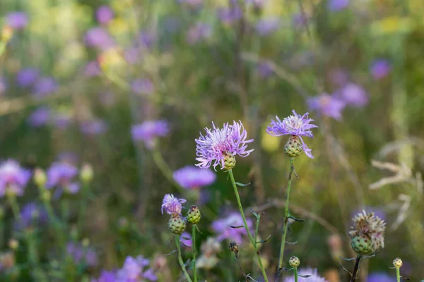 Centaurea Jacea Flores Violetas Ambrosía Marrón Pradera Macro Selectiwe Focus — Foto de Stock