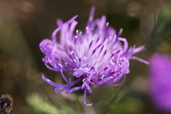 Centaurea Jacea Fiori Knapweed Marrone Viola Nel Prato Macro Selectiwe — Foto Stock