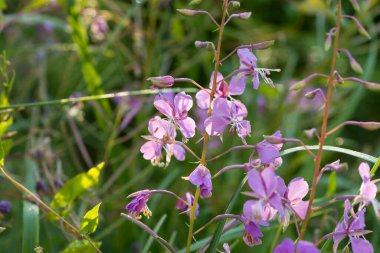 Chamaenerion angustifolium, fireweed, Meadow makro seçici odak noktasındaki büyük söğüt çiçekleri