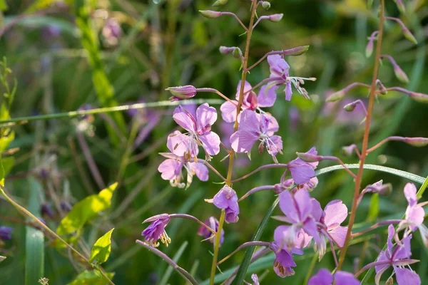 Chamaenerion Angustifolium Fireweed Great Willob Flowers Meadow Macro Selective Focus — стоковое фото