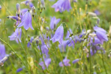 Campanula rotundifolia, hareBell, İskoç BlueBell mor çiçekleri çayır makrosu seçici odak noktası