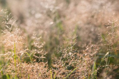 Çimenlerdeki sabah çiği (Agrostis capillaris) makro seçici odak