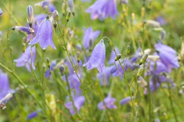 Campanula Rotundifolia Harebell Flores Violetas Bluebell Escocesas Foco Macro Seletivo — Fotografia de Stock