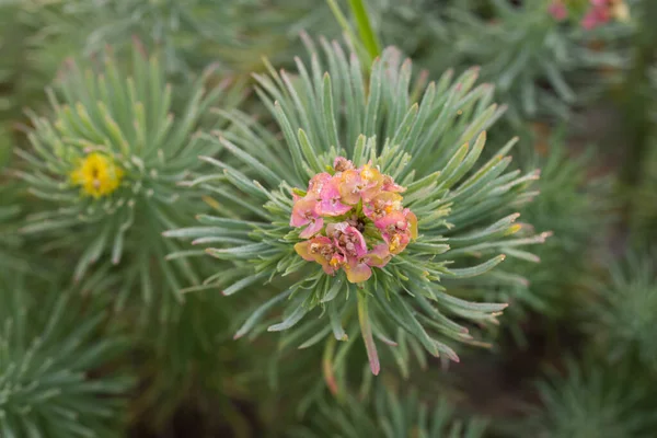 Euphorbia Cyparissias Cypress Sporrar Blommor Skogen Makro Selektivt Fokus — Stockfoto