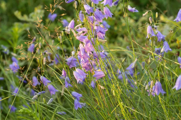 Campanula Rotundifolia Harebell Flores Violetas Bluebell Escocesas Foco Macro Seletivo — Fotografia de Stock
